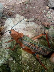 Tropidacris cristata