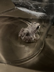 Pelophylax bedriagae