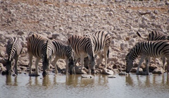 Equus quagga burchellii