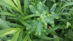 Phyllanthus fraternus