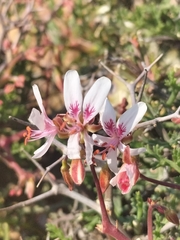 Pelargonium crithmifolium