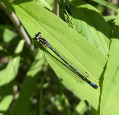 Coenagrion pulchellum