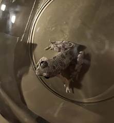 Pelophylax bedriagae