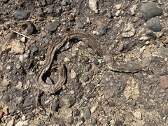 Storeria occipitomaculata