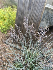 Poa glauca