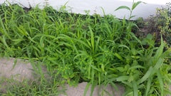 Phyllanthus fraternus