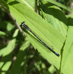 Coenagrion pulchellum