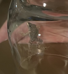 Pelophylax bedriagae