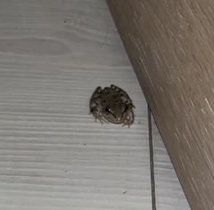 Pelophylax bedriagae