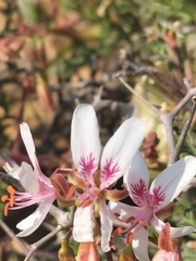 Pelargonium crithmifolium
