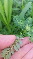 Phyllanthus fraternus