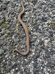 Vipera berus