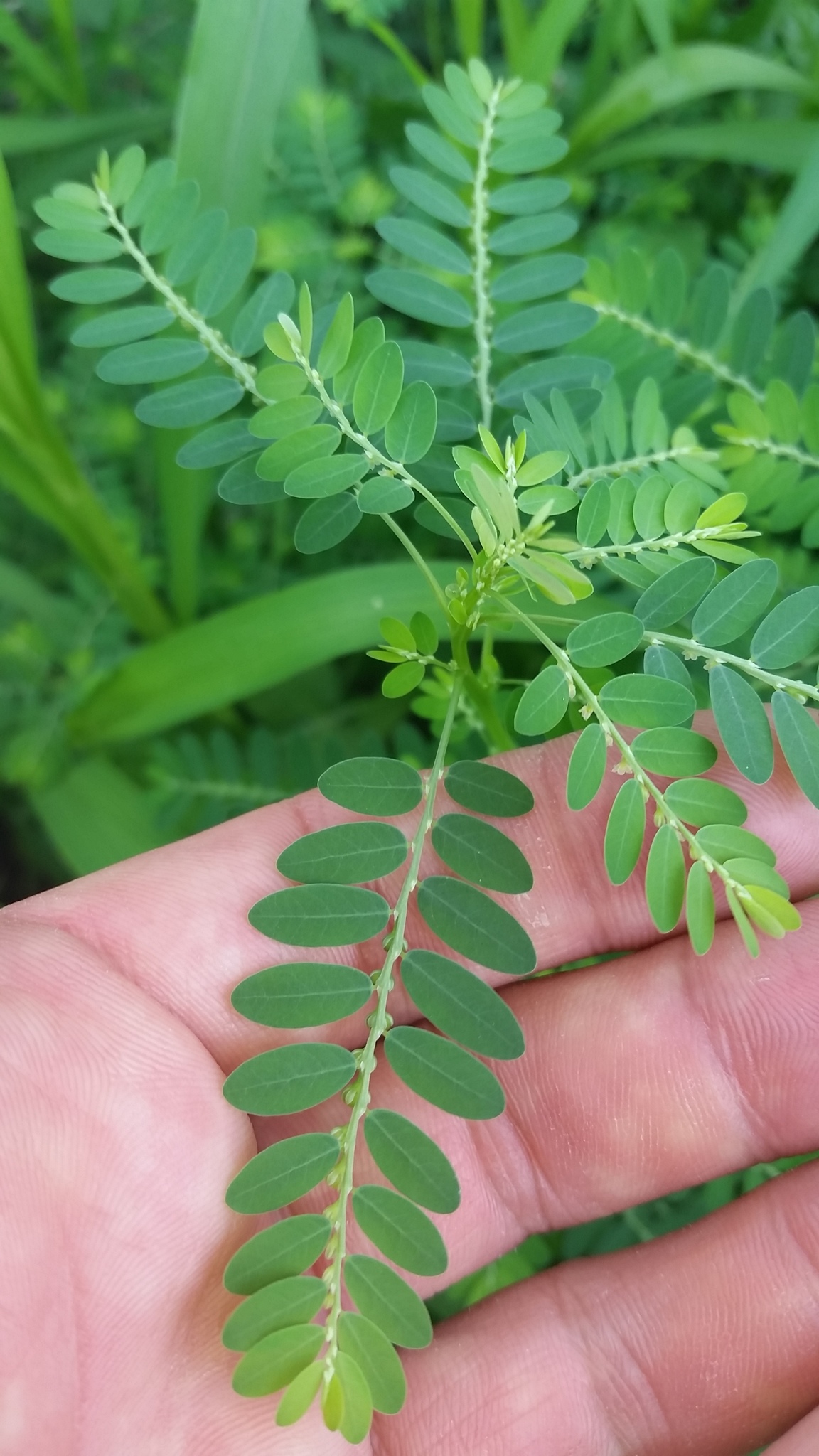 Phyllanthus fraternus