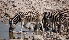 Equus quagga burchellii