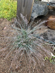 Poa glauca