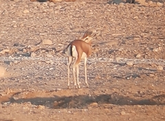 Gazella dorcas