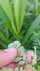 Phyllanthus fraternus