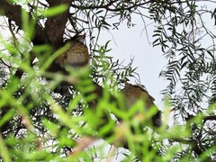 Turdus rufopalliatus