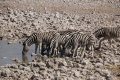 Equus quagga burchellii