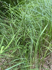 Equisetum