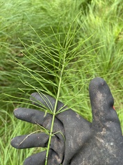 Equisetum