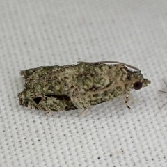 Proteoteras implicata