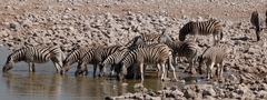 Equus quagga burchellii