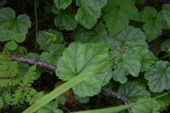 Pectiantia pentandra