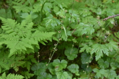 Pectiantia pentandra