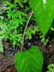 Gekkota
