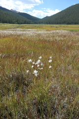 Eriophorum
