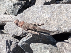 Trimerotropis fontana