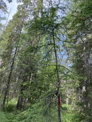 Larix laricina