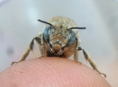 Anthophora urbana