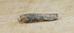 Holcocera chalcofrontella