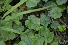 Pectiantia pentandra