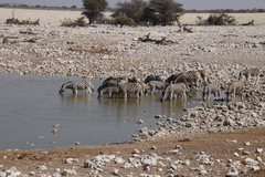 Equus quagga burchellii