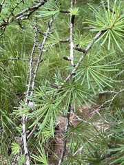 Larix laricina