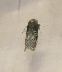 Holcocera chalcofrontella
