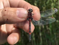 Leucorrhinia rubicunda