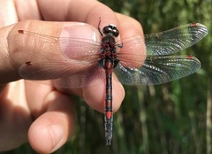 Leucorrhinia rubicunda