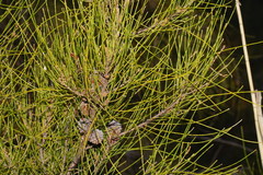 Casuarina cristata