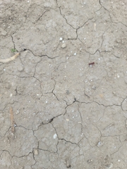 Pogonomyrmex barbatus