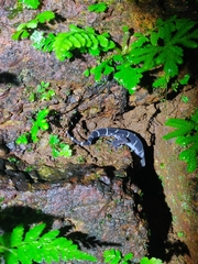 Gekkota