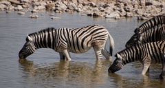 Equus quagga burchellii