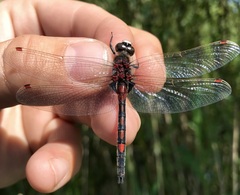 Leucorrhinia rubicunda