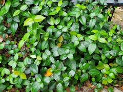 Trachelospermum asiaticum