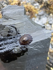 Patella ulyssiponensis