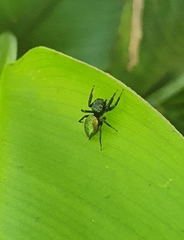 Sassacus barbipes