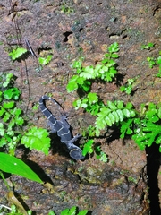 Gekkota
